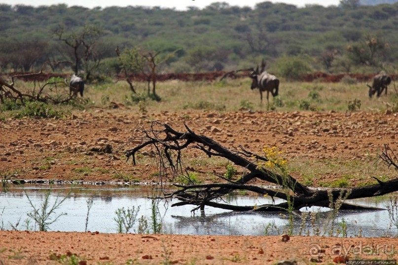 Комфортное жилье в частном заповеднике с видом на водопой
