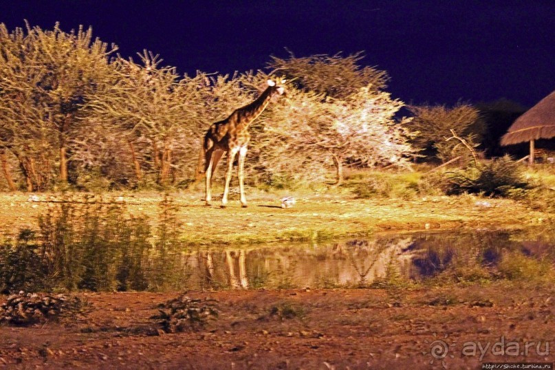 Комфортное жилье в частном заповеднике с видом на водопой