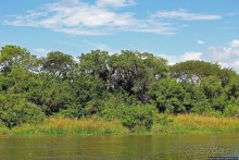 А-а, крокодилы, бегемоты... Круиз по Виктория-Нилу