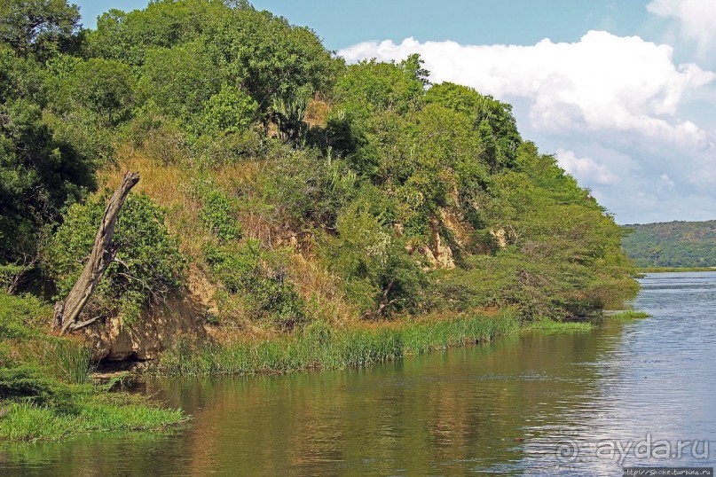 А-а, крокодилы, бегемоты... Круиз по Виктория-Нилу