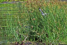 А-а, крокодилы, бегемоты... Круиз по Виктория-Нилу