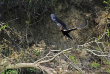 А-а, крокодилы, бегемоты... Круиз по Виктория-Нилу