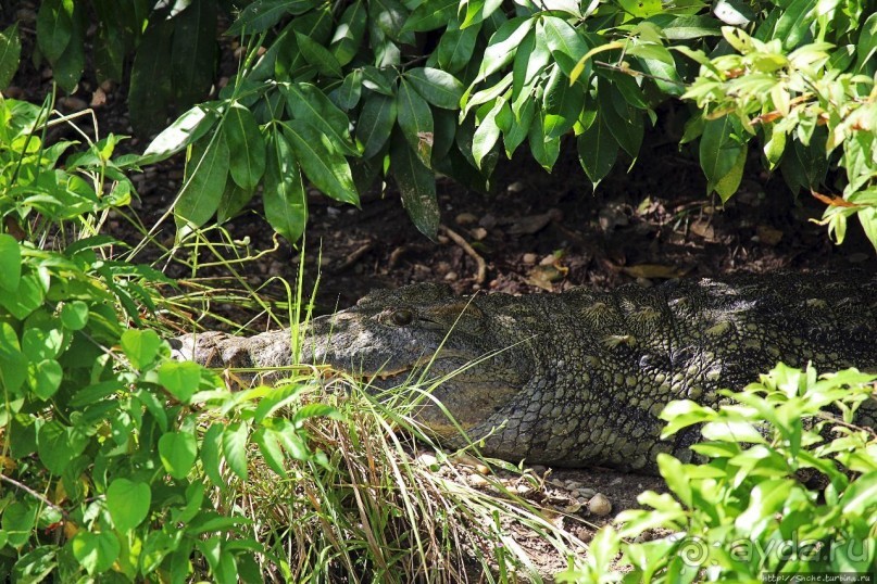 А-а, крокодилы, бегемоты... Круиз по Виктория-Нилу