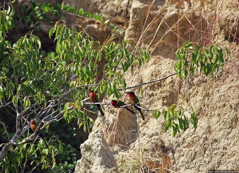 А-а, крокодилы, бегемоты... Круиз по Виктория-Нилу