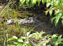 А-а, крокодилы, бегемоты... Круиз по Виктория-Нилу