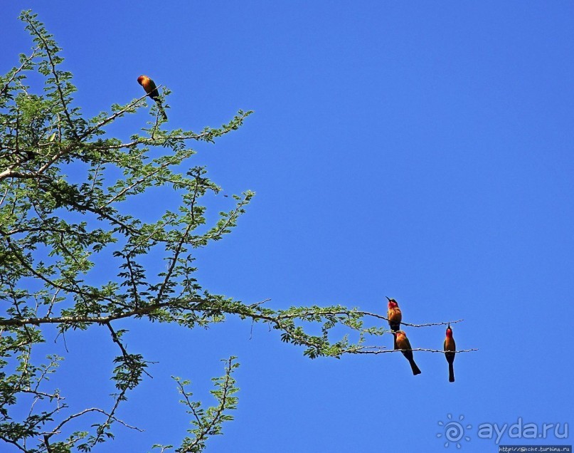 А-а, крокодилы, бегемоты... Круиз по Виктория-Нилу