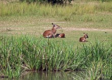 А-а, крокодилы, бегемоты... Круиз по Виктория-Нилу