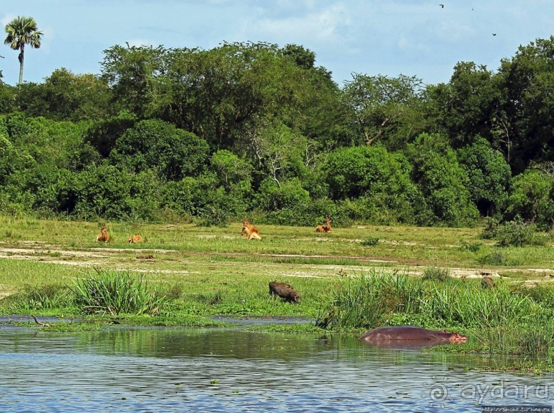 А-а, крокодилы, бегемоты... Круиз по Виктория-Нилу