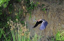 А-а, крокодилы, бегемоты... Круиз по Виктория-Нилу