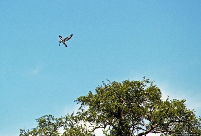 А-а, крокодилы, бегемоты... Круиз по Виктория-Нилу