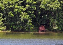А-а, крокодилы, бегемоты... Круиз по Виктория-Нилу