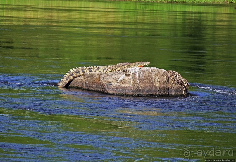 А-а, крокодилы, бегемоты... Круиз по Виктория-Нилу