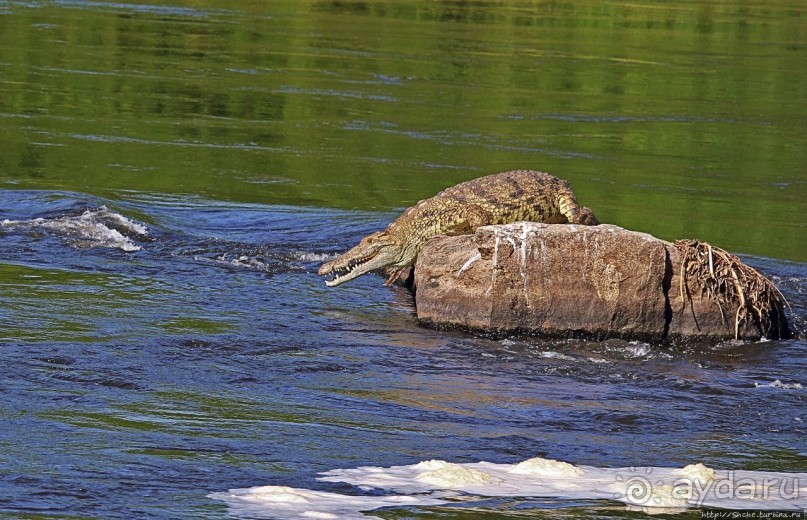 А-а, крокодилы, бегемоты... Круиз по Виктория-Нилу