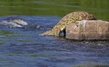 А-а, крокодилы, бегемоты... Круиз по Виктория-Нилу