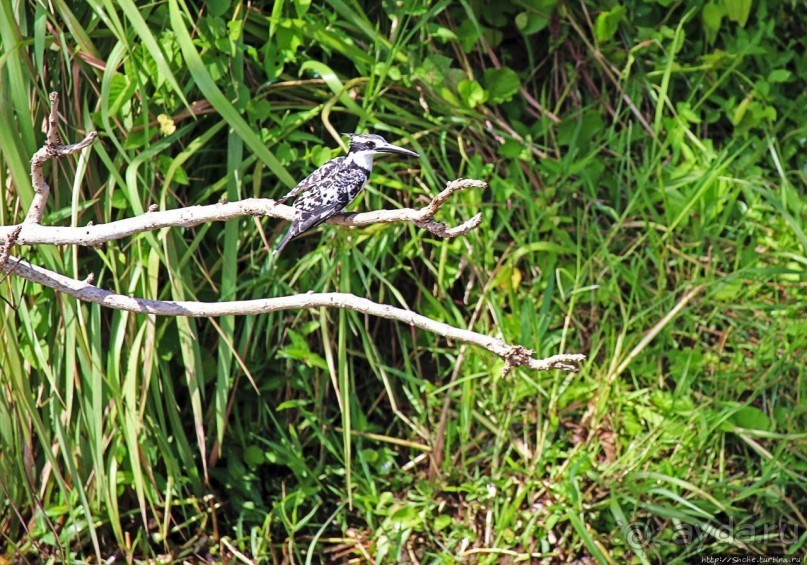 А-а, крокодилы, бегемоты... Круиз по Виктория-Нилу