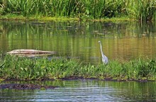 А-а, крокодилы, бегемоты... Круиз по Виктория-Нилу