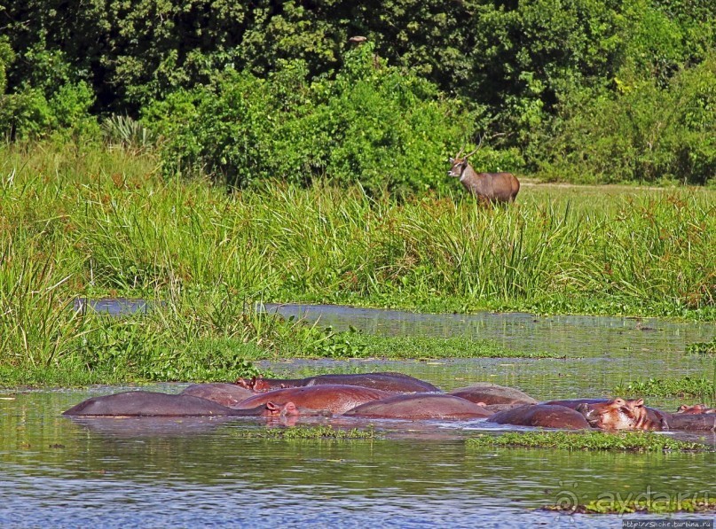 А-а, крокодилы, бегемоты... Круиз по Виктория-Нилу