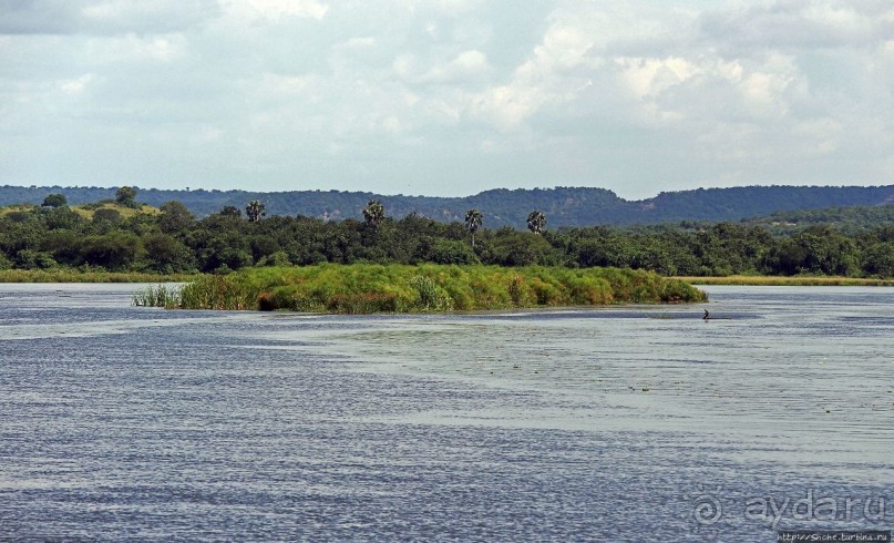 А-а, крокодилы, бегемоты... Круиз по Виктория-Нилу