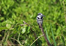 А-а, крокодилы, бегемоты... Круиз по Виктория-Нилу