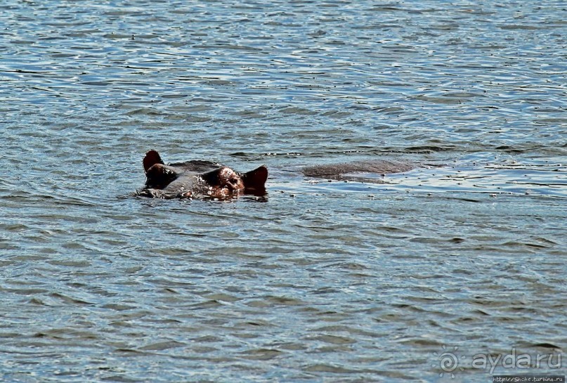 А-а, крокодилы, бегемоты... Круиз по Виктория-Нилу