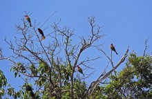 А-а, крокодилы, бегемоты... Круиз по Виктория-Нилу