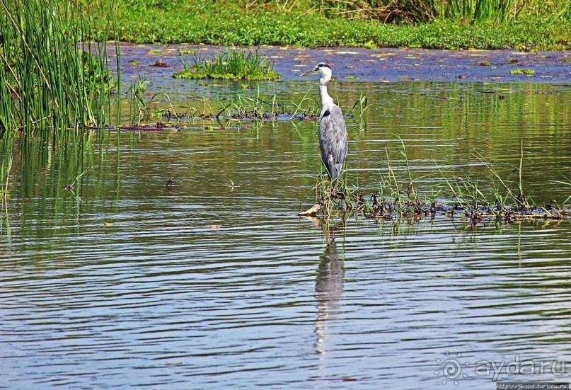А-а, крокодилы, бегемоты... Круиз по Виктория-Нилу