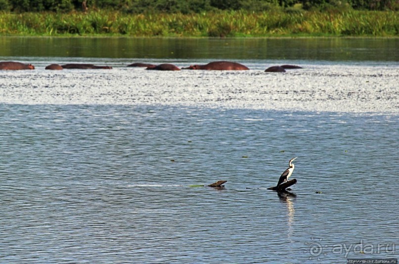 А-а, крокодилы, бегемоты... Круиз по Виктория-Нилу