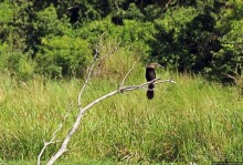А-а, крокодилы, бегемоты... Круиз по Виктория-Нилу