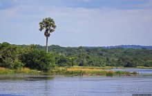 А-а, крокодилы, бегемоты... Круиз по Виктория-Нилу