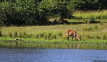 А-а, крокодилы, бегемоты... Круиз по Виктория-Нилу