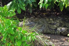 А-а, крокодилы, бегемоты... Круиз по Виктория-Нилу