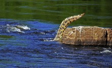 А-а, крокодилы, бегемоты... Круиз по Виктория-Нилу