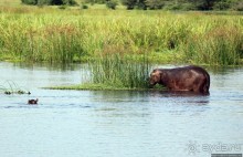 А-а, крокодилы, бегемоты... Круиз по Виктория-Нилу