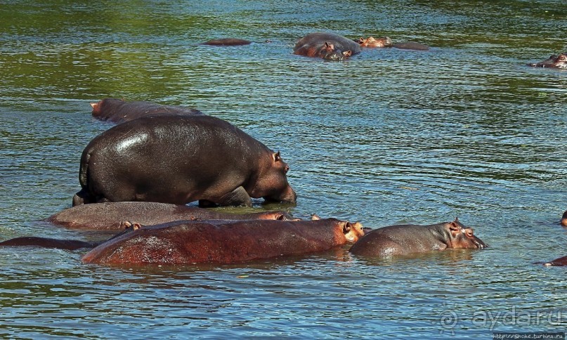 А-а, крокодилы, бегемоты... Круиз по Виктория-Нилу