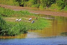 А-а, крокодилы, бегемоты... Круиз по Виктория-Нилу
