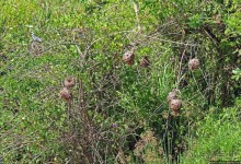 А-а, крокодилы, бегемоты... Круиз по Виктория-Нилу