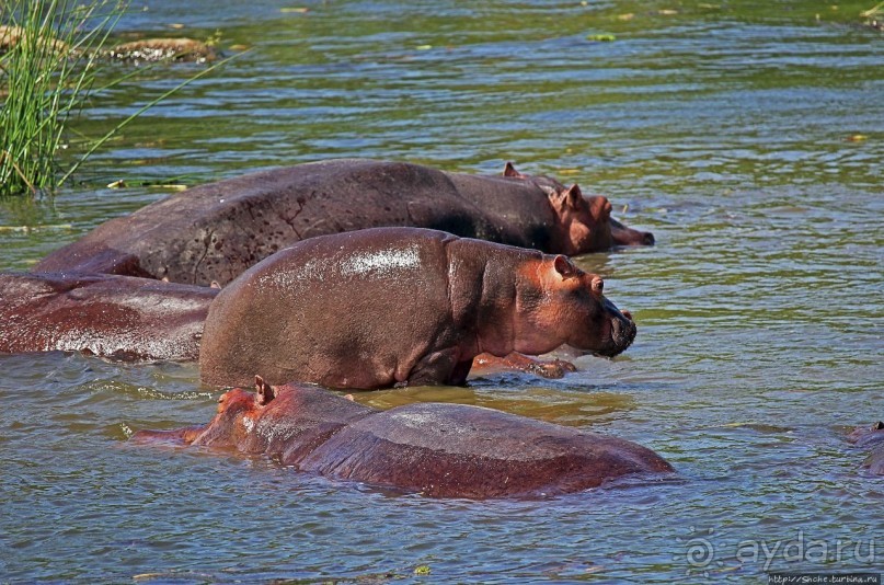 А-а, крокодилы, бегемоты... Круиз по Виктория-Нилу