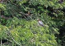 А-а, крокодилы, бегемоты... Круиз по Виктория-Нилу