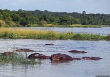 А-а, крокодилы, бегемоты... Круиз по Виктория-Нилу