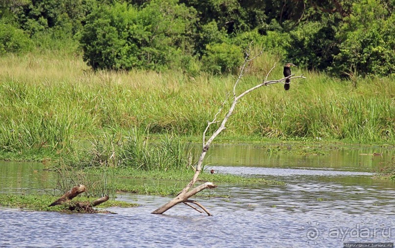 А-а, крокодилы, бегемоты... Круиз по Виктория-Нилу