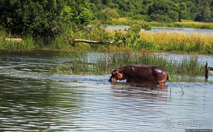 А-а, крокодилы, бегемоты... Круиз по Виктория-Нилу