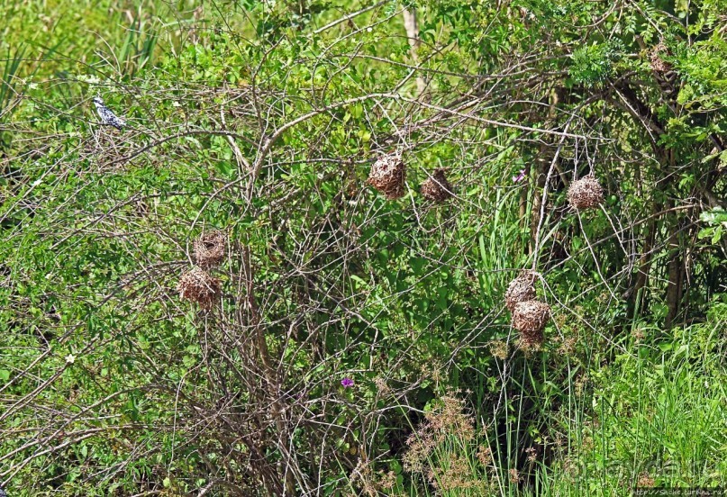 А-а, крокодилы, бегемоты... Круиз по Виктория-Нилу