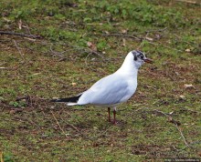 Весеннее пробуждение Сент-Джеймс парка в Лондоне