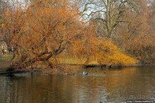 Весеннее пробуждение Сент-Джеймс парка в Лондоне