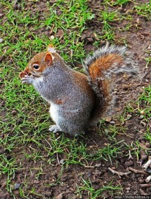 Весеннее пробуждение Сент-Джеймс парка в Лондоне