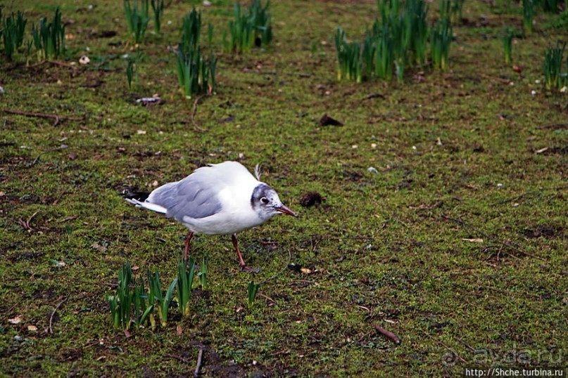 Весеннее пробуждение Сент-Джеймс парка в Лондоне