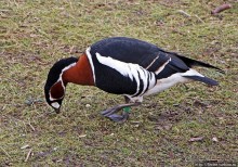 Весеннее пробуждение Сент-Джеймс парка в Лондоне