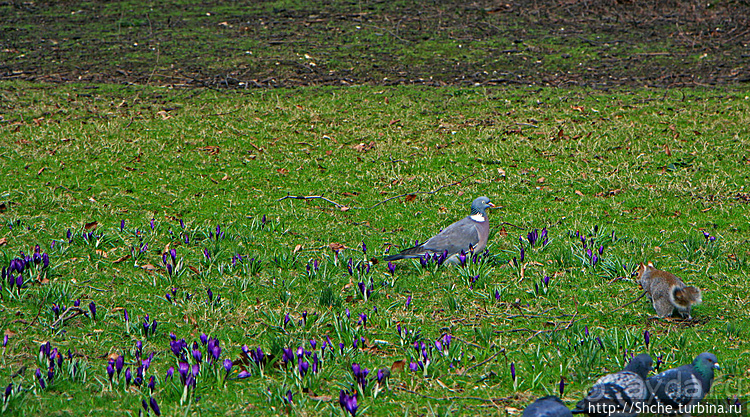 Весеннее пробуждение Сент-Джеймс парка в Лондоне
