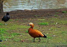 Весеннее пробуждение Сент-Джеймс парка в Лондоне