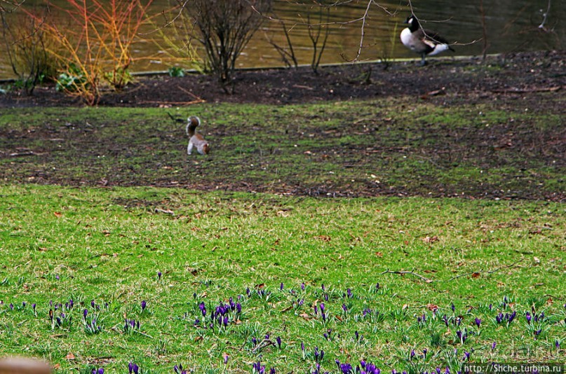 Весеннее пробуждение Сент-Джеймс парка в Лондоне